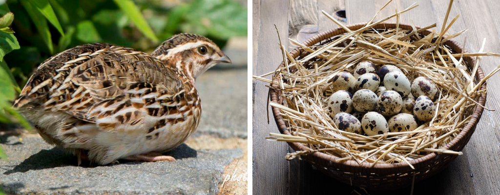 Klietky pre chov prepelic